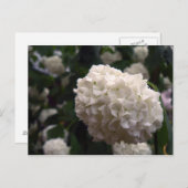 Carte Postale Fleur nuptiale (Devant / Derrière)