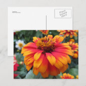 Carte Postale Fleur orange (Devant / Derrière)