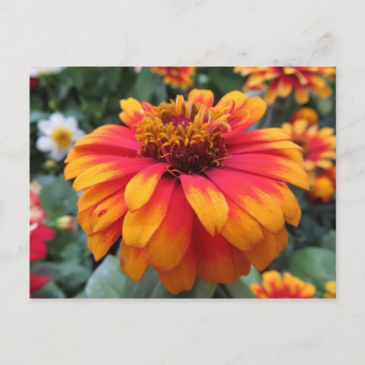 Carte Postale Fleur orange (Devant)