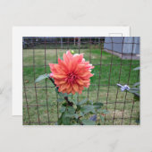 Carte Postale Fleur orange (Devant / Derrière)