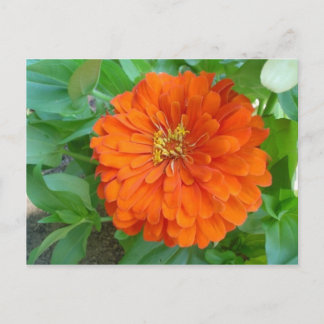 Carte Postale Fleur orange