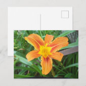 Carte Postale Fleur orange (Devant / Derrière)