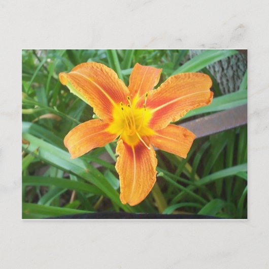 Carte Postale Fleur orange (Devant)