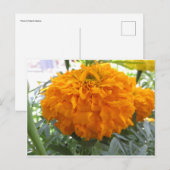 Carte Postale Fleur orange (Devant / Derrière)