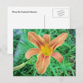 Carte Postale Fleur orange 2 (Devant / Derrière)