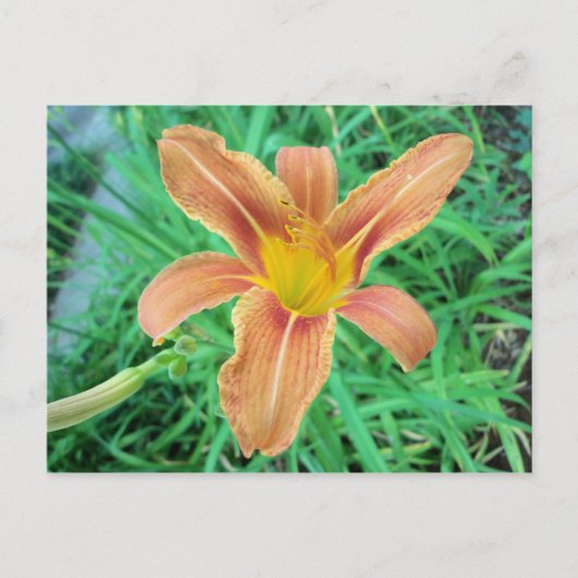 Carte Postale Fleur orange 2 (Devant)