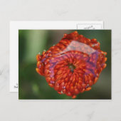 Carte Postale Fleur orange avec piscine (Devant / Derrière)