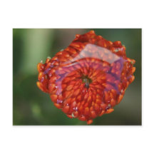 Fleur orange avec piscine