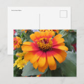 Carte Postale Fleur orange jaune (Devant / Derrière)