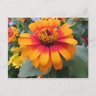 Carte Postale Fleur orange jaune