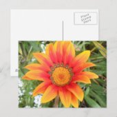 Carte Postale Fleur orange vif unique (Devant / Derrière)