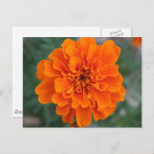 Carte Postale Fleur orange vive (Devant / Derrière)
