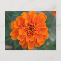 Fleur orange vive