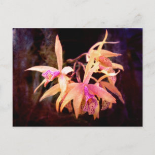 Carte Postale Fleur - Orchidée - Laelia - Passion de minuit