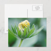 Carte Postale Fleur Ouverte De Cone Flower (Devant / Derrière)