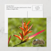 Carte Postale Fleur Paradise (Devant / Derrière)