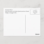 Carte Postale Fleur Paradise (Dos)