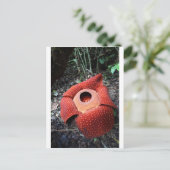 Carte Postale Fleur parasite de Rafflesia (Debout devant)