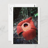 Carte Postale Fleur parasite de Rafflesia (Devant / Derrière)