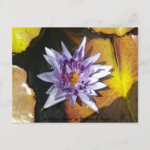 Carte postale Fleur Parfaite