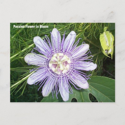 Carte Postale Fleur Passion (Devant)