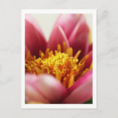 Carte Postale Fleur Passion (Devant)