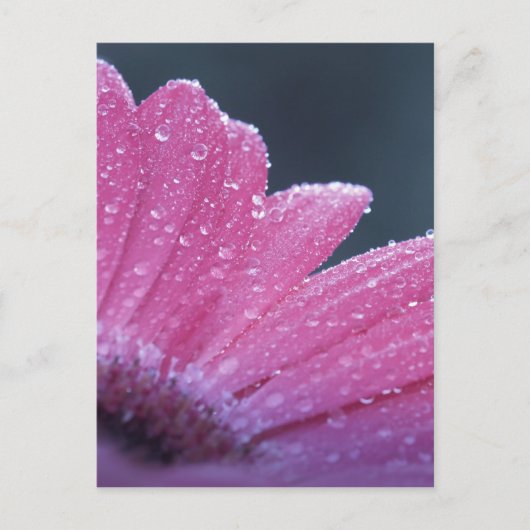 Carte Postale Fleur photo macro (Devant)