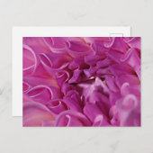 Carte Postale Fleur photo macro (Devant / Derrière)