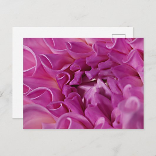 Carte Postale Fleur photo macro (Devant / Derrière)