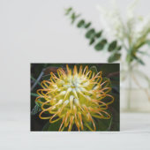 Carte postale Fleur Pincushion jaune (Debout devant)