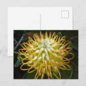 Carte postale Fleur Pincushion jaune (Devant / Derrière)