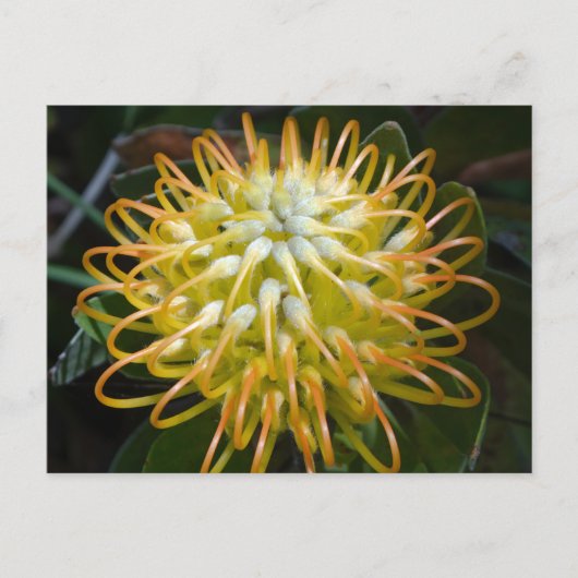 Carte postale Fleur Pincushion jaune (Devant)