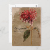 Carte Postale Fleur Plante Bergamot vintage (Devant / Derrière)