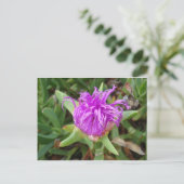 Carte Postale Fleur Plante de glace violet (Debout devant)