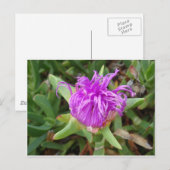 Carte Postale Fleur Plante de glace violet (Devant / Derrière)