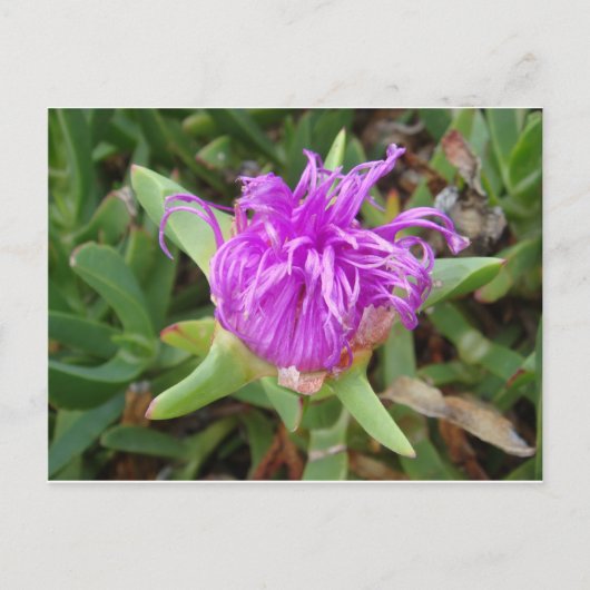 Carte Postale Fleur Plante de glace violet (Devant)