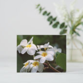 Carte Postale Fleur Plumeria (Debout devant)