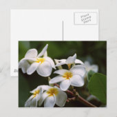 Carte Postale Fleur Plumeria (Devant / Derrière)