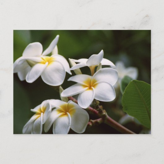 Carte Postale Fleur Plumeria (Devant)