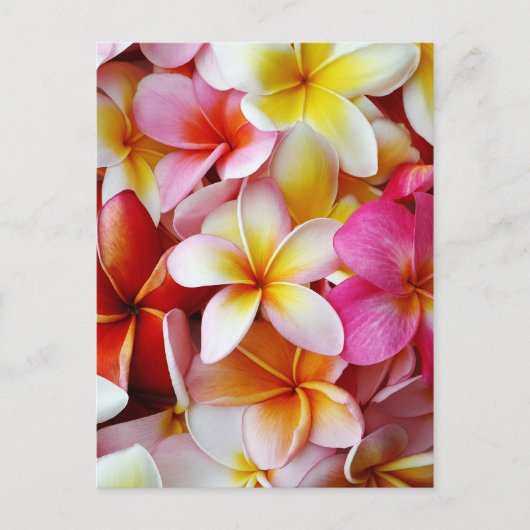 Carte Postale Fleur Plumeria mélangée rose jaune (Devant)