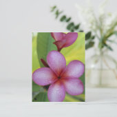 Carte Postale Fleur, Plumeria sp.), Pacifique Sud, Niue (Debout devant)