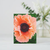 Carte postale Fleur Poppy (Debout devant)