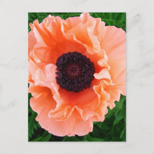 Carte postale Fleur Poppy