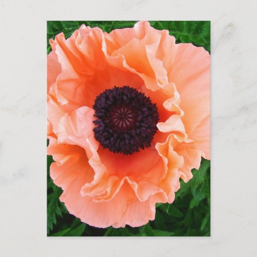 Carte postale Fleur Poppy (Devant)