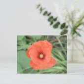 Carte postale Fleur Poppy sauvage (Debout devant)