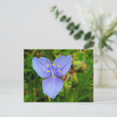 Carte Postale Fleur pourpre (Debout devant)