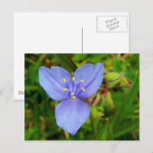 Carte Postale Fleur pourpre (Devant / Derrière)