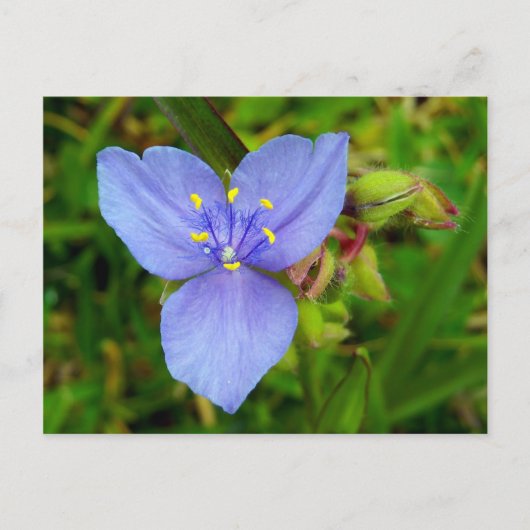 Carte Postale Fleur pourpre (Devant)