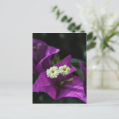 Carte Postale Fleur pourpre (Debout devant)