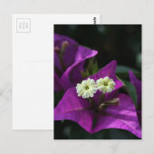 Carte Postale Fleur pourpre (Devant / Derrière)